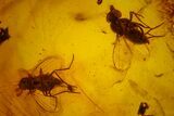 Fossil Cicada (Auchenorrhyncha) & Two Flies (Diptera) in Baltic Amber #173671-4
